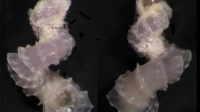 Image of a micromollusc. Woodside Collection Project (2009-2014)